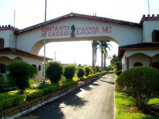 cassia